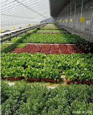 生物科技驅動產業升級，萊西龍頭企業引領農民增收新路徑